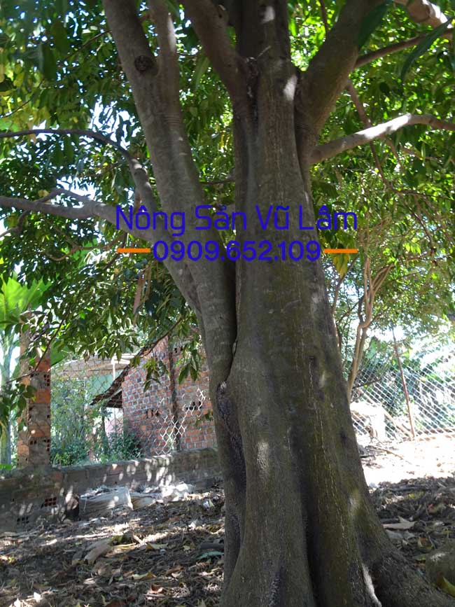 Cây mắc mật