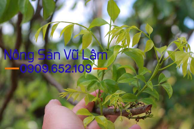 Cây mắc mật ra mầm mới khi trước đó đã được thu hoạch