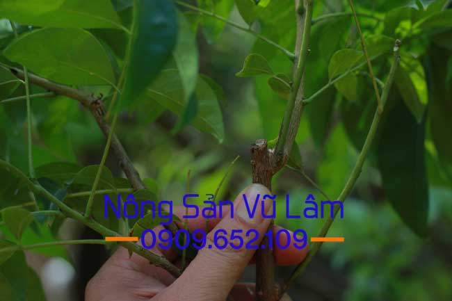 Cây mắc mật ra mầm mới khi trước đó đã được thu hoạch