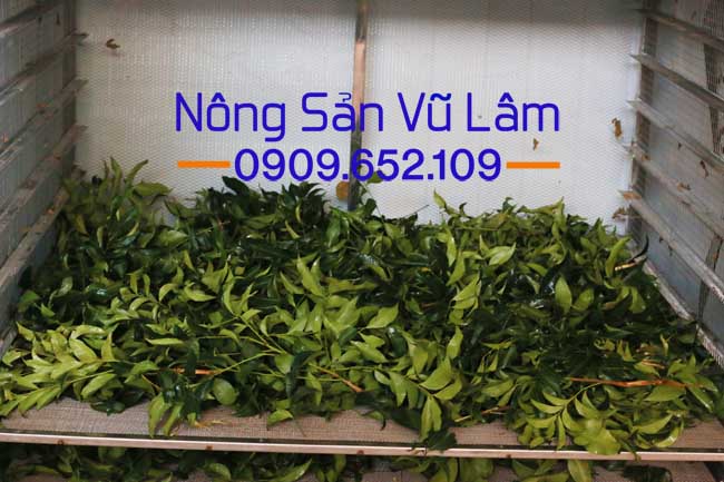 Lá mắc mật tươi được đặt vào các khay sấy
