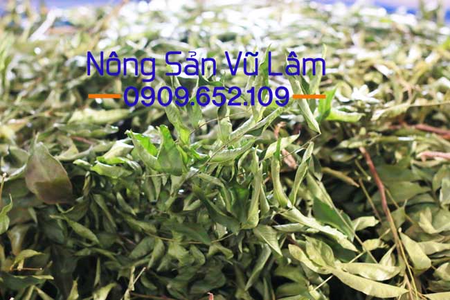Lá mắc mật sau khi được sấy xong