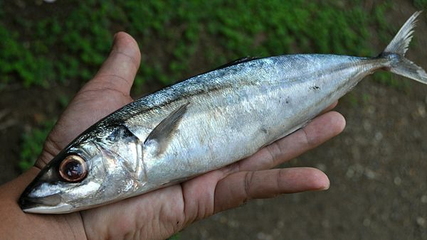 bà bầu ăn cá nục được không