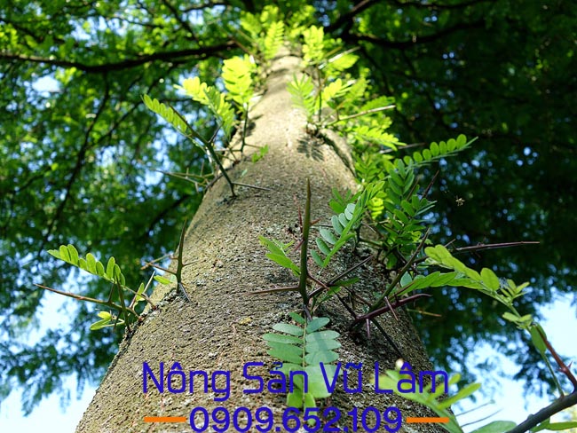cây bồ kết