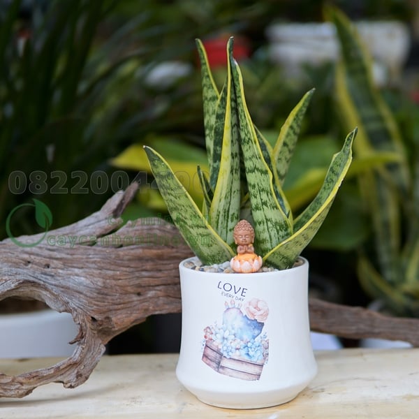 cây lưỡi hổ có tác dụng gì