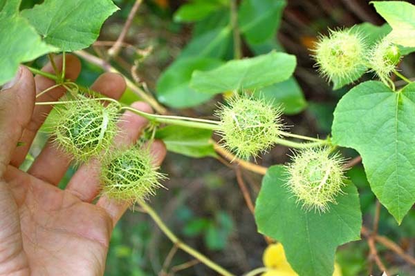 cây lạc tiên có tác dụng gì