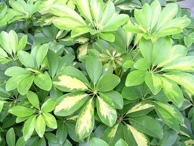 cây ngũ gia bì có tác dụng gì