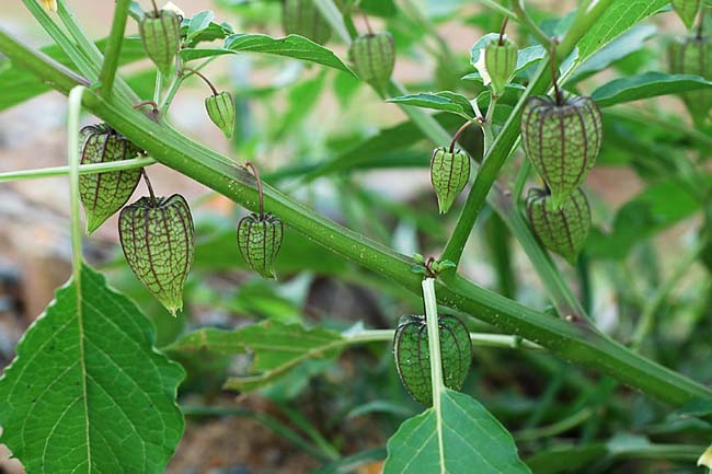 cây thù lù chữa bệnh gì