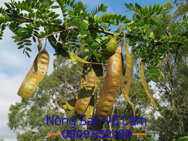 quả bồ kết tươi
