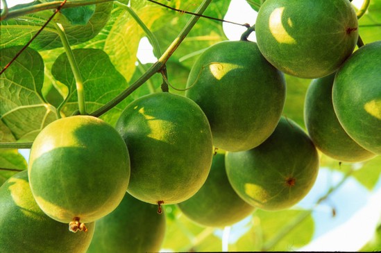 quả la hán có tác dụng gì