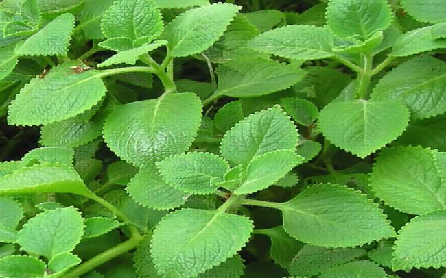 tác dụng của cây húng chanh