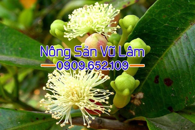 Thành phần dưỡng chất trong Đinh hương