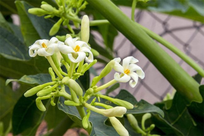 Hoa đu đủ đực có tác dụng gì