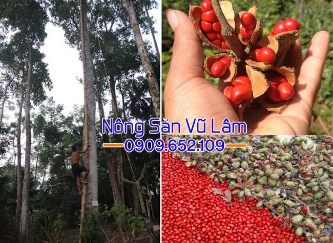 Thu hoạch bảo quản hạt dổi