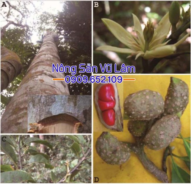 cây hạt dổi