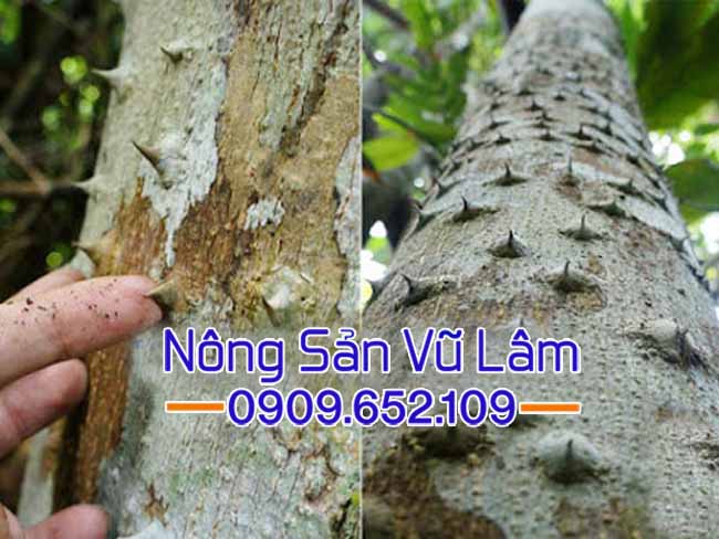 cây mắc khén là gì