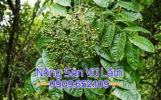 Quả mắc khén ra thành từng chùm
