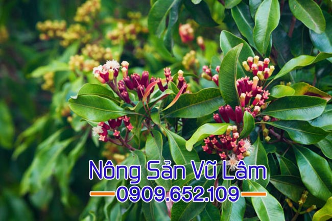 cây đinh hương