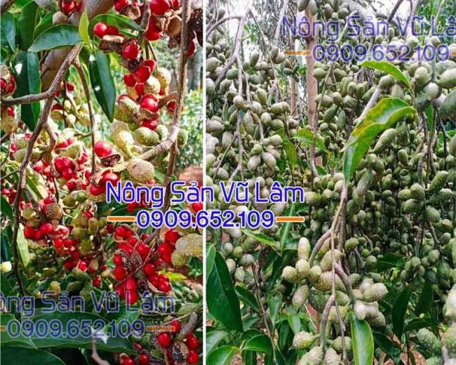 hạt dổi là gì