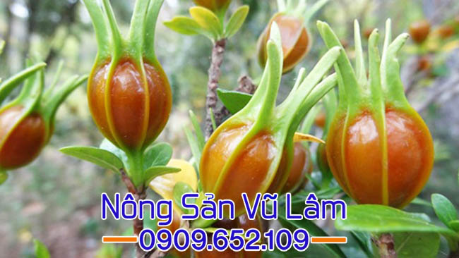 Bột