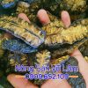quả nhàu khô